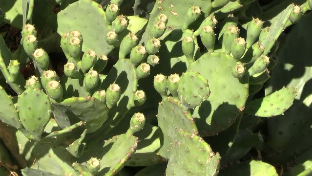 Figuier de Barbarie, (Opuntia ficus-indica), en gros plan