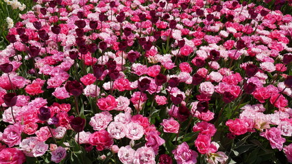 Fototapeta premium Flowers from Amsterdam XXX