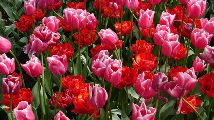 Flowers of Amsterdam XXX