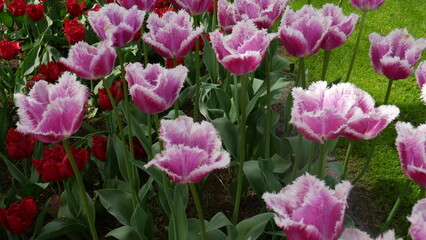 Flowers of Amsterdam XXX