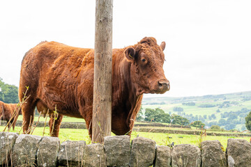 Hereford cow in a grass field - Big Sur
brown limousin cow in a field