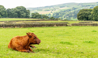 Hereford cow in a grass field - Big Sur
brown limousin cow in a field