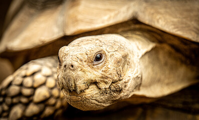 Portrait of a Stigmochelys pardalis, leopard tortoise, mountain tortoise Big giant wild turtle in the zoo