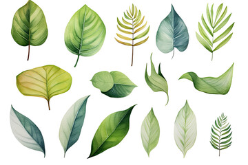 Obraz premium Watercolor Tropical spring branches floral green leaves and flowers elements set isolated on transparent background, bouquets greeting or wedding card invitation, decoration clip art mock up.