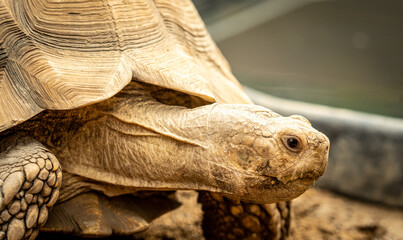 Portrait of a Stigmochelys pardalis, leopard tortoise, mountain tortoise Big giant wild turtle in the zoo