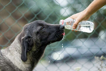 Ein türkischer Hirtenhund trinkt Wasser aus einer Flasche