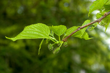 Morus kagapamae, Murier à feuilles de platane