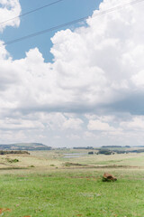 Dullstroom field with Nguni cows