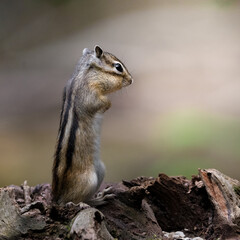 Naklejka na ściany i meble Standing squirrel in the woods