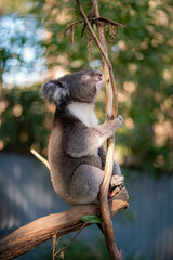 koala in a tree