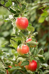 red ripe apples on a branch