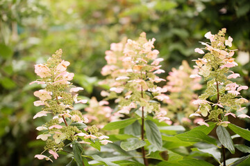 hydrangea growing in the garden