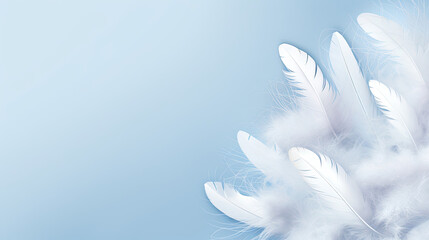 white feathers on blue background