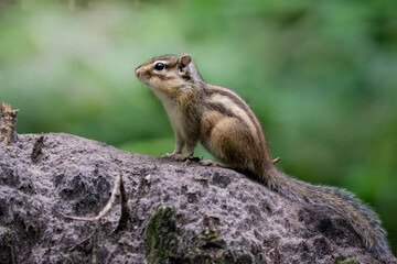 Naklejka na ściany i meble Sitting squirrel in the woods
