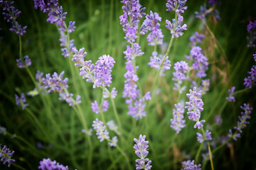 Obraz premium Close up of lavender flowers. Beautiful lavender field, Moldova