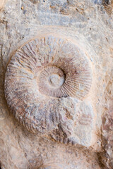 rastro fósil de una amotine fosilizado en una piedra  prehistórica ,criatura extinta