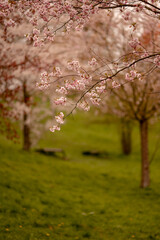 Blooming sakura tree in the park (Pilsen)