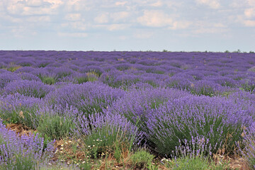 Beautiful lavender field, Moldova