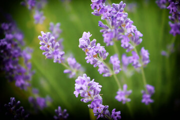 Fototapeta premium Close up of lavender flowers. Beautiful lavender field, Moldova