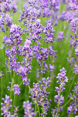 Close up of lavender flowers. Beautiful lavender field, Moldova