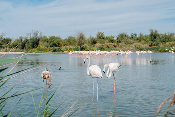 Fototapeta premium Pink flamingos in the regional park of the Camargue, the largest population of flamingos in Europe.
