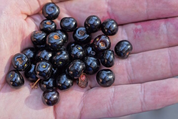 a bunch of black ripe bird cherry berries lie on the palm of a hand on the street