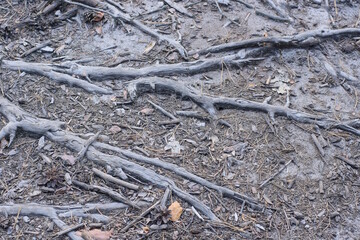 many long big tree roots in gray sand outdoors in summer nature