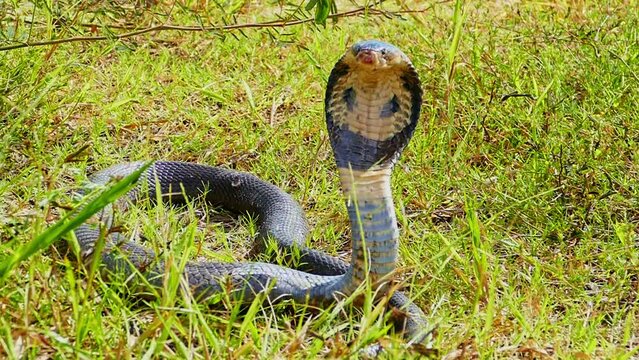 A cobra spreads its hood on the ground Its scales shimmer in the sun. .Its eyes stare intently, watching for any sign of danger. .It is ready to strike at a moment's notice. .green grass background..