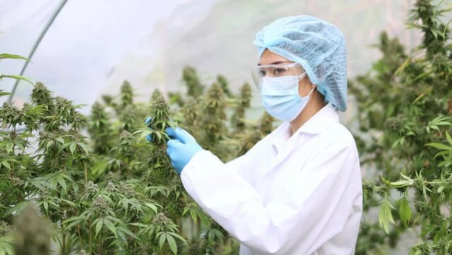 Researcher or scientist Inspect marijuana in the greenhouse Quality control. Cannabis farming agriculture. CBD oil extract. Alternative medicine.