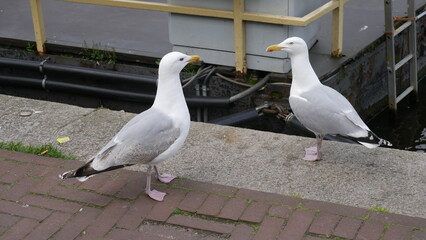 Birds in Amsterdam