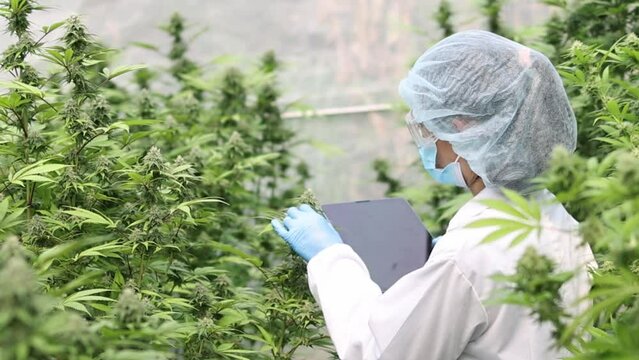 Researcher or scientist Inspection of cannabis in cultivation facility Quality control. Cannabis farming agriculture. Cannabis for treating disease.