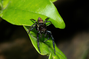 Close-up of a cute African Jumping Spider (Thyenula sp) foraging during a warm summer's evening