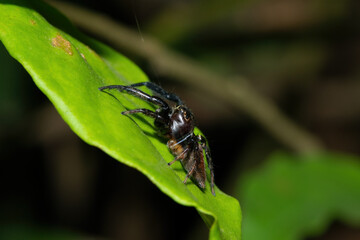 Close-up of a cute African Jumping Spider (Thyenula sp) foraging during a warm summer's evening