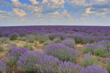 Beautiful lavender field, Moldova