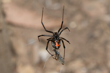 A venomous Brown Button spider (Latrodectus geometricus) on its web in the wild	