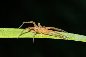 A beautiful Curtus's Fish-eating Spider (Nilus curtus) on reeds near a pond during a summer's evening