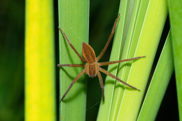 A beautiful Curtus's Fish-eating Spider (Nilus curtus) on reeds near a pond during a summer's evening