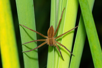 A beautiful Curtus's Fish-eating Spider (Nilus curtus) on reeds near a pond during a summer's evening