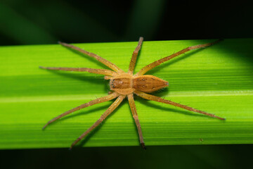 A beautiful Curtus's Fish-eating Spider (Nilus curtus) on reeds near a pond during a summer's evening