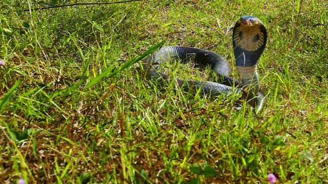 A cobra spreading hood..This is a defensive behavior that cobras use to ward off potential predators. .By spreading its hood, a cobra is able to make itself look bigger and more intimidating..