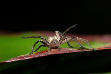 Close-up of a beautiful African Grass Huntsman Spider (Pseudomicrommata longipes) on a leaf on a warm summer's evening