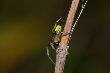 Close-up of a gorgeous Green Hairy Field Spider (Neoscona rufipalpis) in the wild