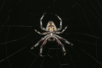 A beautiful hairy field spider (Neoscona sp.) on its web