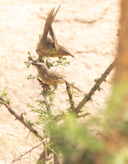 Arabian babbler