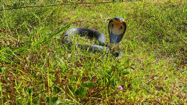 A cobra spreading hood..This is a defensive behavior that cobras use to ward off potential predators. .By spreading its hood, a cobra is able to make itself look bigger and more intimidating..