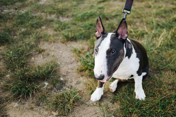 Bull Terrier miniature. Small bulterier dog. Sitting on a lawn. Animal background.