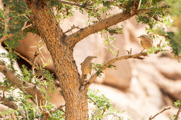 Arabian babbler