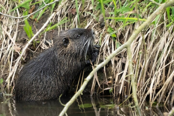 Coypu at the water's edge