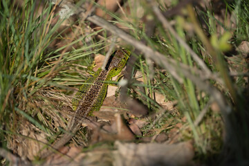 Sand lizard hiding in the grass