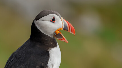 Atlantic puffin (Fratercula arctica), on the rock on the island of Runde (Norway).
